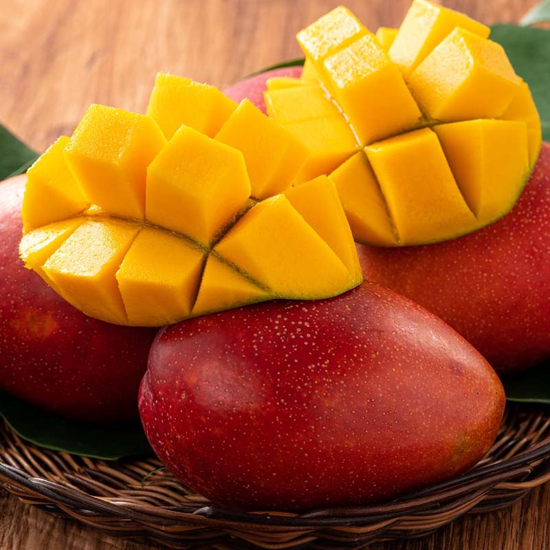 mango-arbol-ikoi-colombia-1